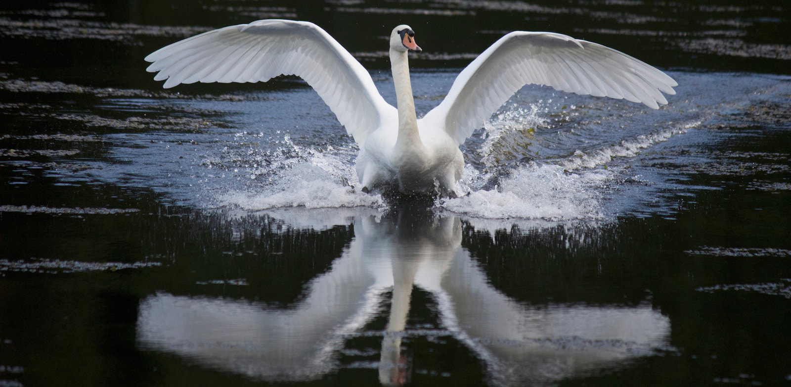 Good panoramic crop. I like the mirror effect in the water and the rim lighting effect on the wings