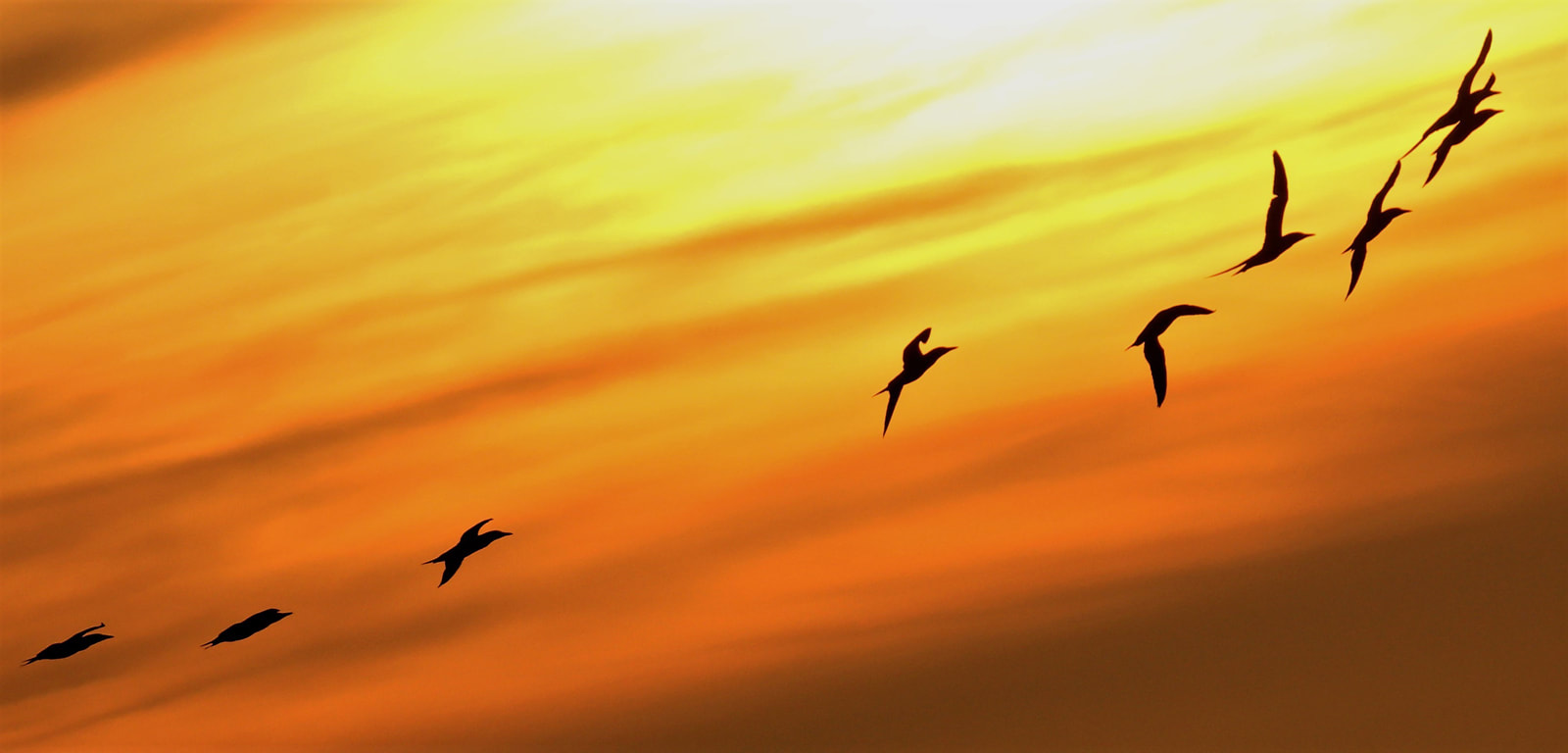 Good composition with silhouetted birds on the diagonal.  Rich warm colours.