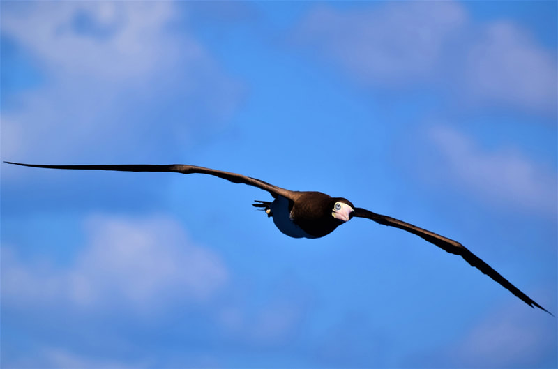 Rich saturated colour.  In this instance the tight crop emphasizes the length of the wingspan.  Bird positioned nicely in the gap in the clouds.  Nice expression.